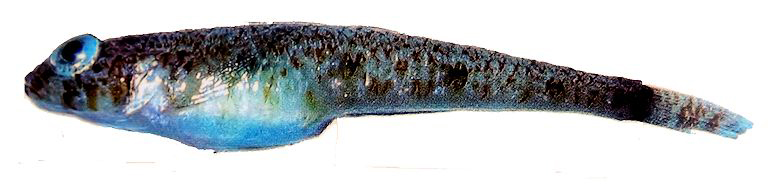 Deltentosteus collonianus_lll2